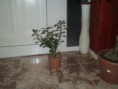 /album/fenykepgaleria/sivatagi-rozsa-adenium-003-jpg/